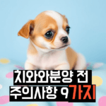 치와와분양 주의사항