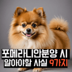 포메라니안분양