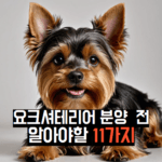 요크셔테리어분양